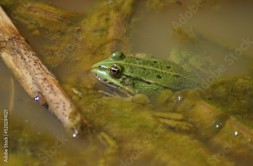 Wasserfrosch in einem Teich. Er ist grün und hat verschiedene Streifen und Flecken. Sein Kopf lugt aus dem Wasser. 