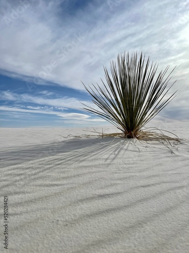 white sand dunes and plant in the desert
