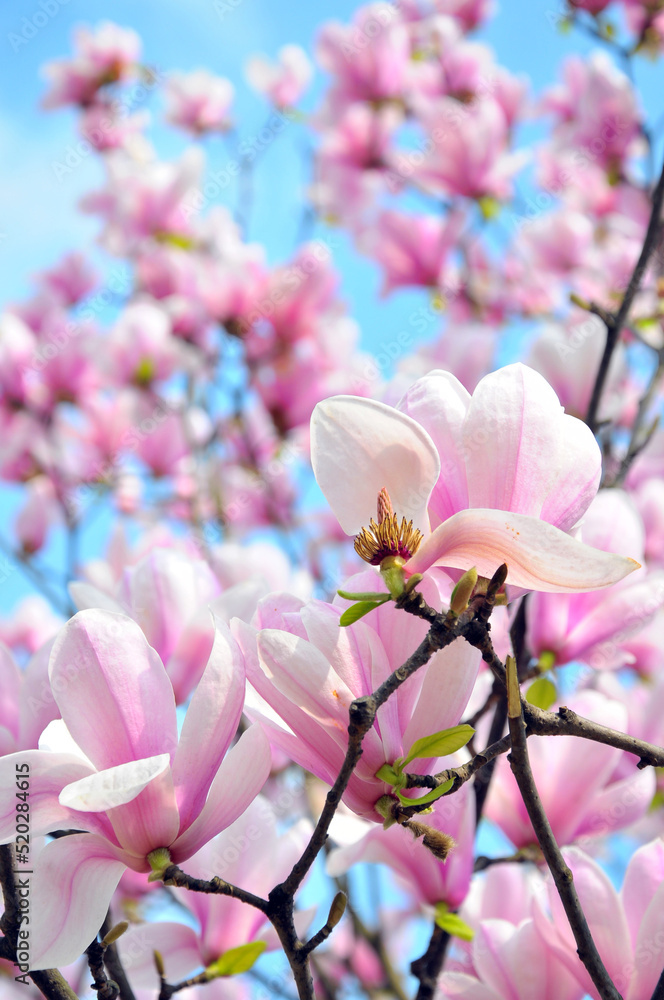 Obraz premium lovely magnolia blossom in springtime