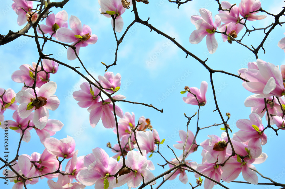  lovely magnolia blossom in springtime