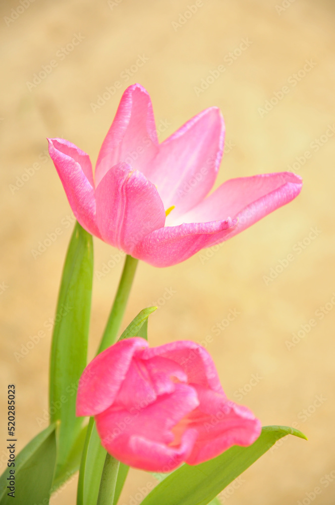 Fototapeta premium pink tulips