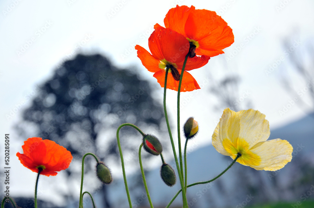 Obraz premium blossoming poppy flower