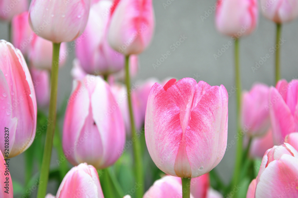 Fototapeta premium pink tulips in the garden