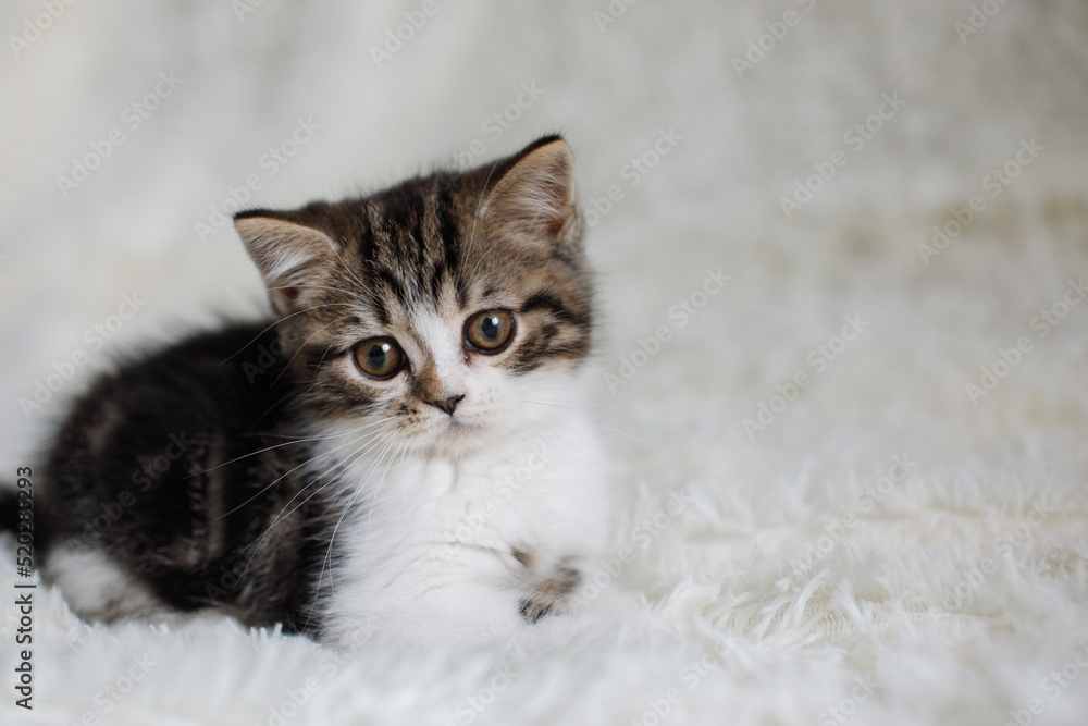 Gray white fluffy kitten sits on bed