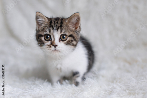 Gray white fluffy kitten sits on bed