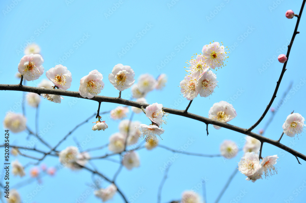 blossoming plum blossom in spring blossoming plum blossom in spring