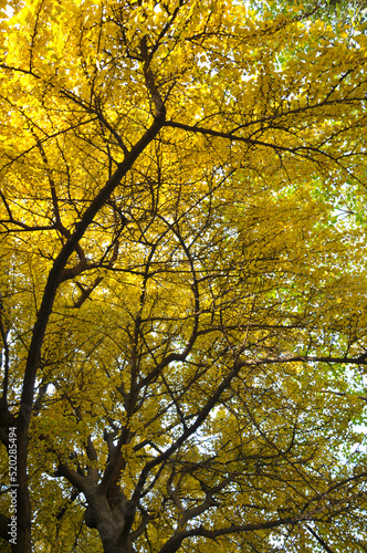 golden ginkgo tree in autumn