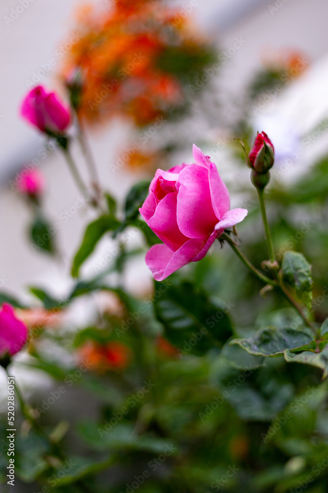 A pink rose blooming in the spring