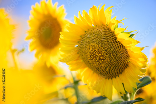 Close up sunflower in the field with blue sky. 