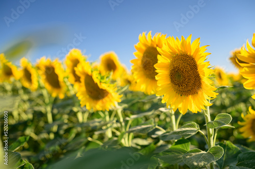 Fototapeta Naklejka Na Ścianę i Meble -  Beautiful sunflower on field with blue sky. Close up.