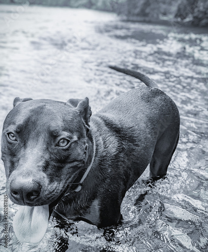 Black and white of happy dog wading in water.