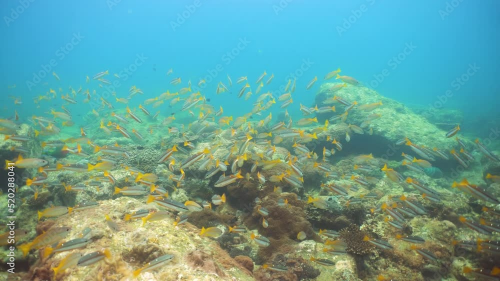 Tropical coral reef and fishes underwater. Hard and soft corals. Sri lanka. Tropical coral reef and fishes underwater. Hard and soft corals. Sri lanka.