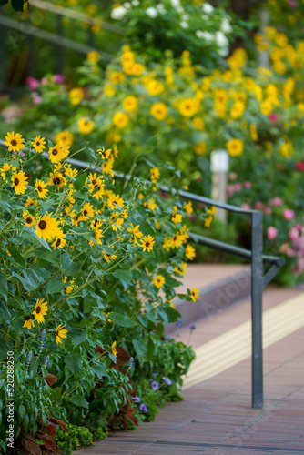 ひまわり