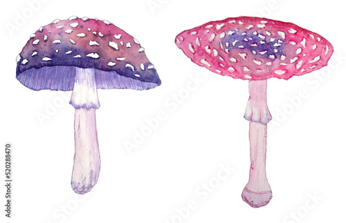 Watercolor hand drawn illustration of poisonous forest wood amanita mushrooms. Purple pink dark halloween witch clipart in mystic magic boho style.