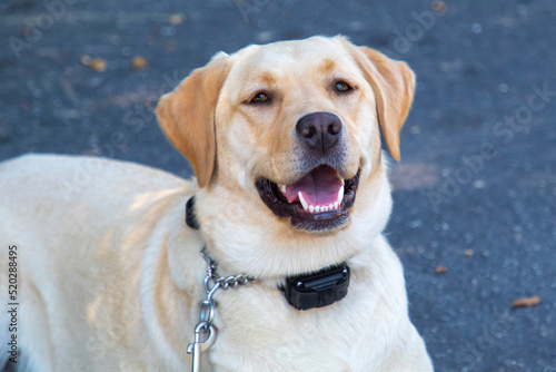 A Yellow Labrador Dog Portrait