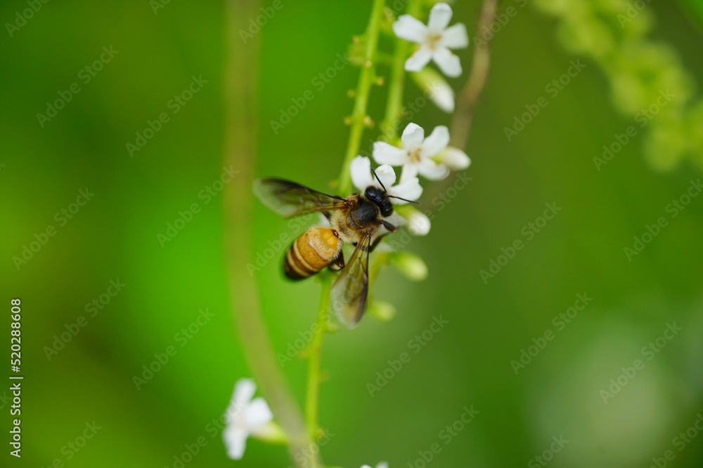 Bee flying on the white flower