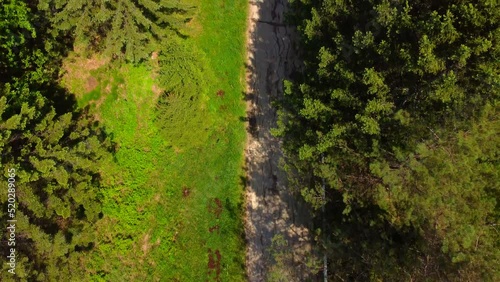 Wallpaper Mural The alley of the old park. Coniferous trees and a rural path. Urban-type settlement Kuldur. Hydrotherapy with natural mineral hot water. Sources of natural origin. The Far East of Russia. Torontodigital.ca