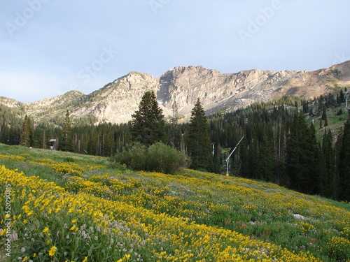 Albion Basin, Alta, Utah, Salt Lake City, Little Cottonwood Canyon, wildflowers, summer hiking, Devil's castle in the summer photo