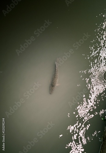 snakeheaded fish in the water