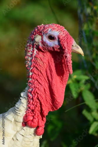 Turkey bird portrait.