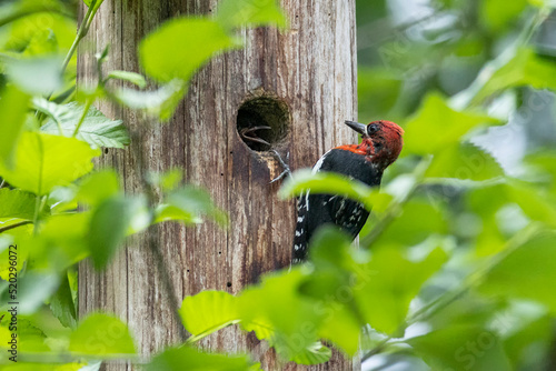 Fototapete Red-breasted Sapsucker fledgling