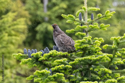 Photography Sooty Grouse bird