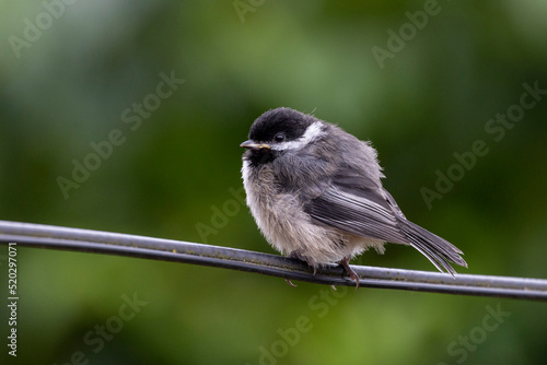 Black capped chickadee fledgling