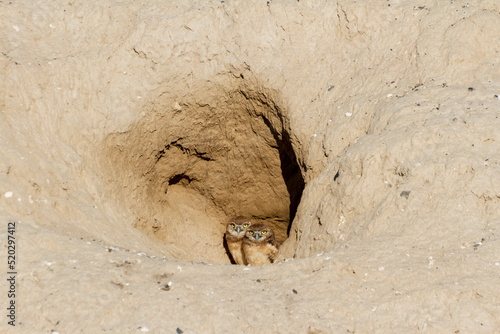 burrowing owl bird photo