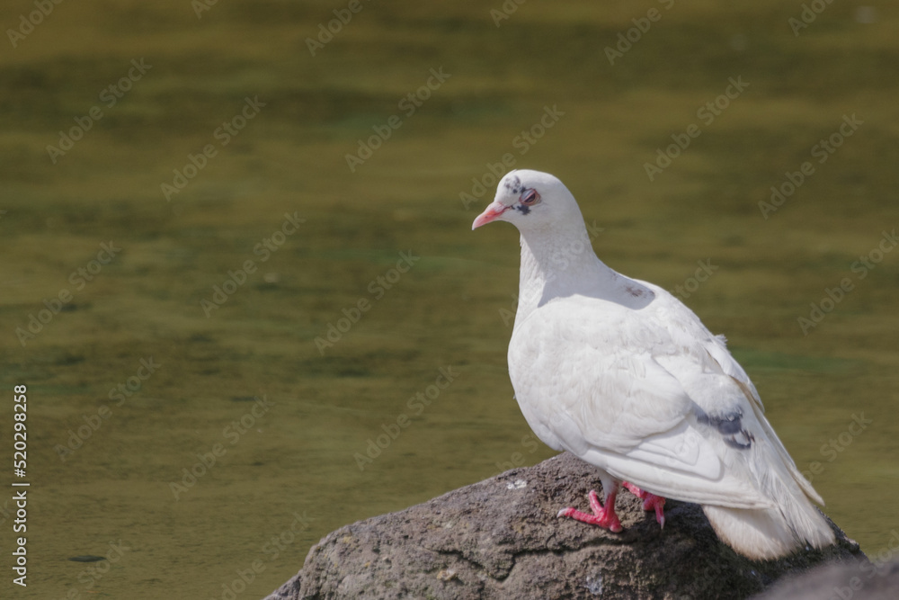 Fototapeta premium 白いハトが池の前で休む