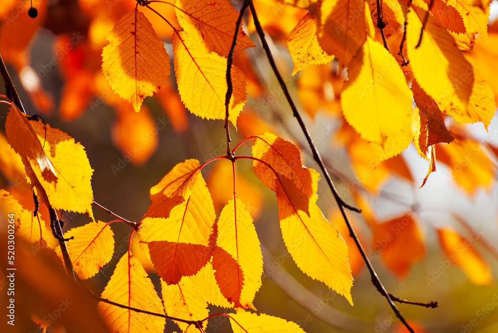Leaves on a tree branch. Yellow, red and orange leaves glow in the sun. Autumn sunny day. Leaves on a tree branch. Yellow, red and orange leaves glow in the sun. Autumn sunny day.