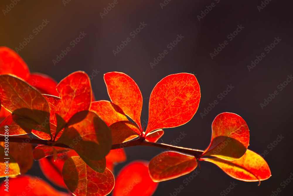 Orange and red leaves close-up. Close-up of barberry bushes. Autumn garden. Autumn sunlight. Orange and red leaves close-up. Close-up of barberry bushes. Autumn garden. Autumn sunlight.