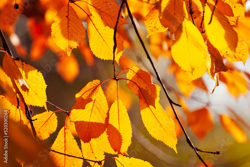 Leaves on a tree branch. Yellow, red and orange leaves glow in the sun. Autumn sunny day.