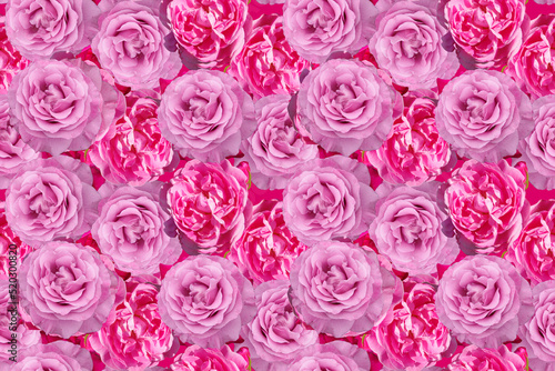 Seamless background with delicate purple and pink rose flowers