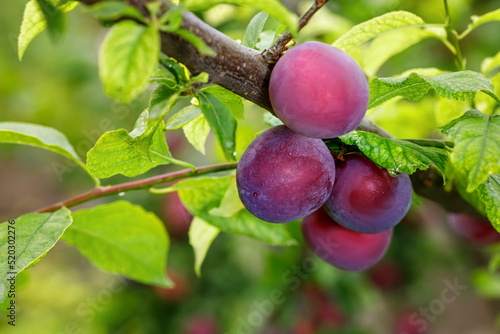 closeup of ripe cherry plums hanging on branch in garden