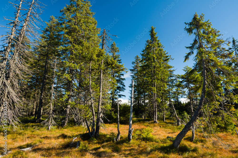 Fototapeta premium Live and dry spruce trees in peat with dry grass in untouched wild nature
