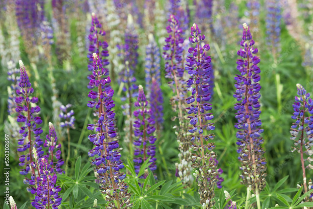 Obraz premium Blooming purple lupine flowers on the summer meadow. Rustic landscape with flowers. Nature background.