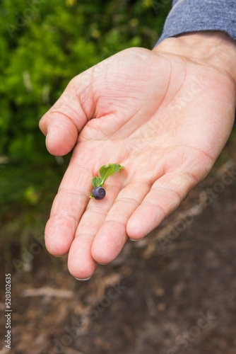 Senior man's hand holding one wild blueberry with green leaf over the nature background. Summer harvesting. © Kseniia