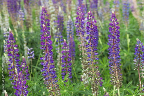 Blooming purple lupine flowers on the summer meadow. Rustic landscape with flowers. Nature background.