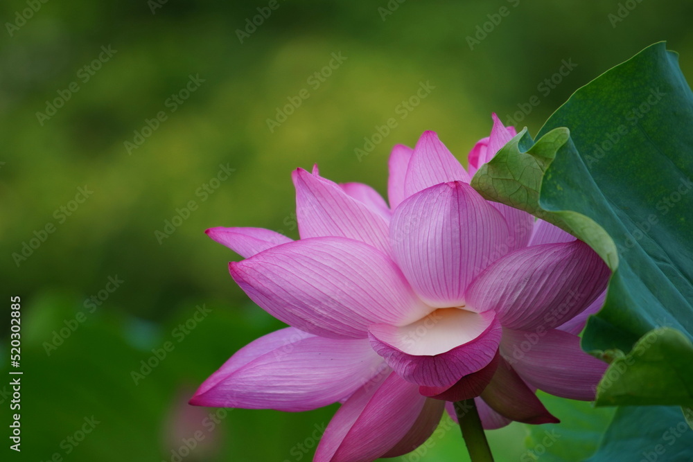 Fototapeta premium 日本の東京 上野の不忍池に咲くピンク色の蓮の花