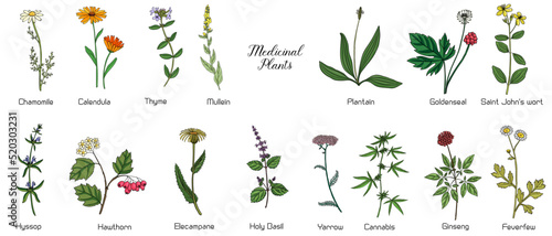 vector drawing medicinal plants, set of healing herbs, hand drawn illustration