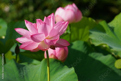 日本の東京 上野の不忍池に咲くピンク色の蓮の花