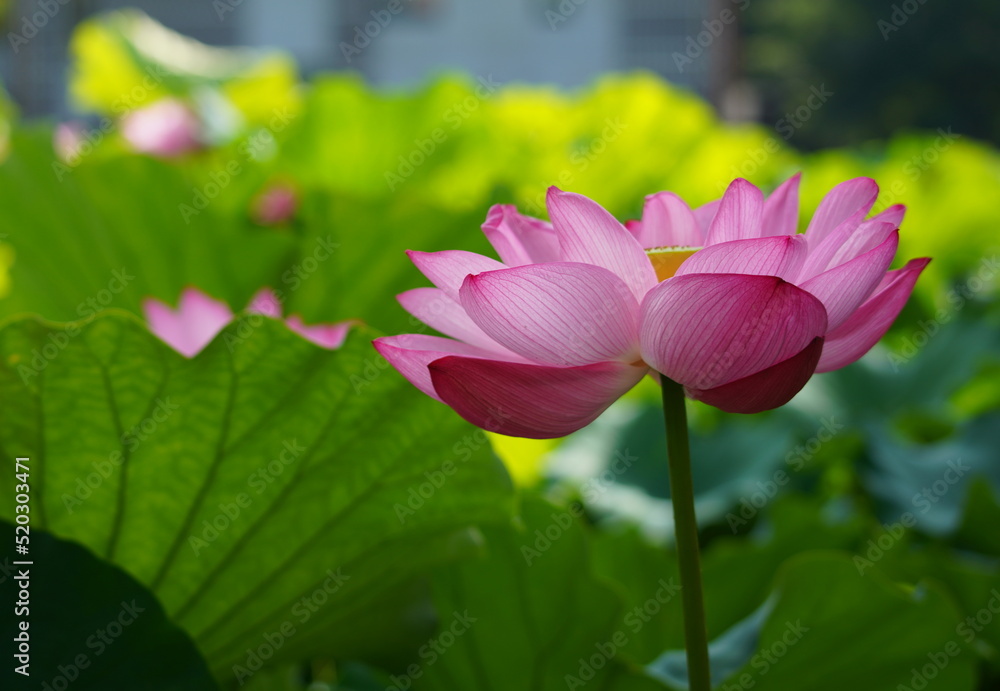 日本の東京　上野の不忍池に咲くピンク色の蓮の花