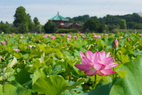 日本の東京　上野の不忍池に咲くピンク色の蓮の花