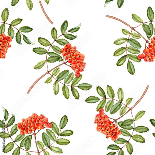 watercolor drawing branch of rowan tree, mountain-ash with green leaves and red and orange berries, hand drawn illustration