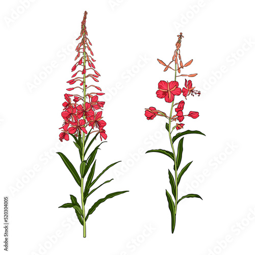 flowers of fireweed, rosebay willowherb, Chamaenerion angustifolium, vector drawing wild plant isolated at white background , hand drawn botanical illustration photo