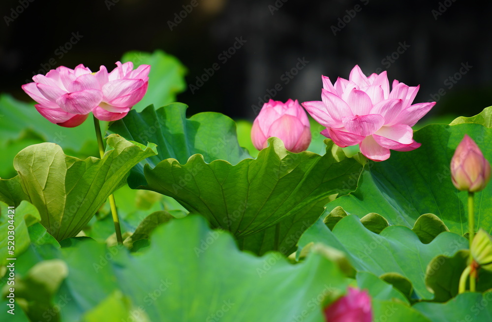 日本の東京　上野の不忍池に咲くピンク色の蓮の花