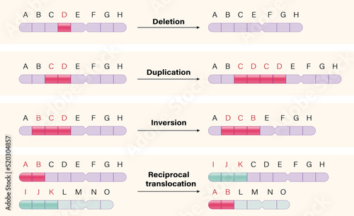 Alteration of chromosome structure. Deletion, Duplication, Inversion, translocation.