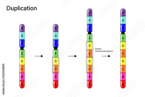 Chromosome Duplication. Genetic mutation. Alteration of chromosome structure. Vector for scientific study and biological genetics.