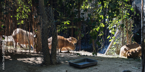 Photography Herd of Capybaras