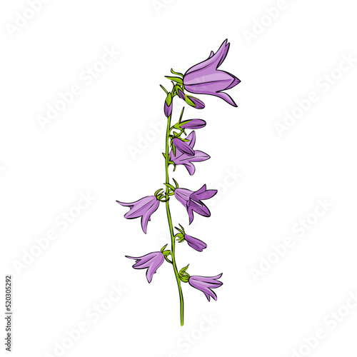 flower of bell, vector drawing wild plant isolated at white background , hand drawn botanical illustration